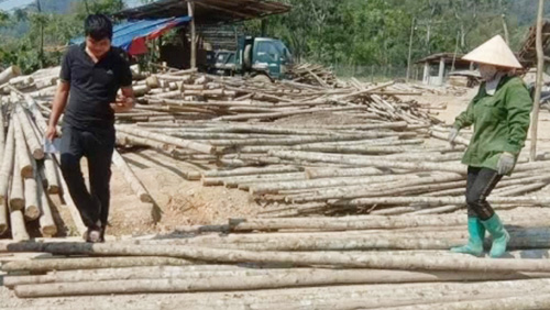 CỌC TRE LỘC PHÁT - CÔNG TY TNHH THƯƠNG MẠI VÀ DỊCH VỤ FORBIGSU VIỆT NAM